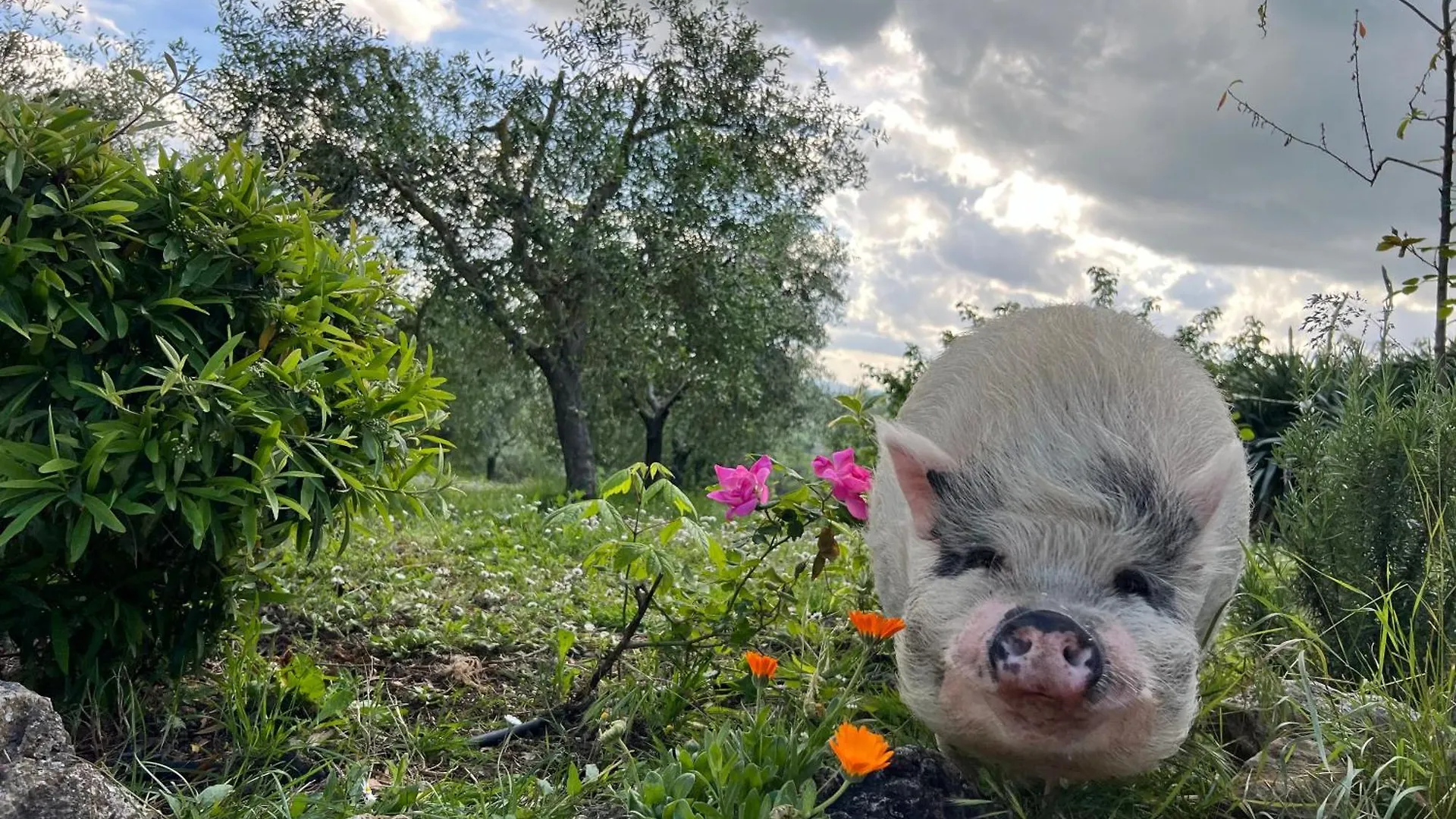 Agriturismo Pieve Sprenna Villa Buonconvento Farm stay